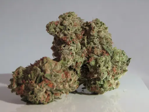 sativa